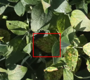 Top 7 Foliar Diseases of Soybeans in US