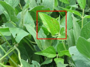 frogeye leaf spot