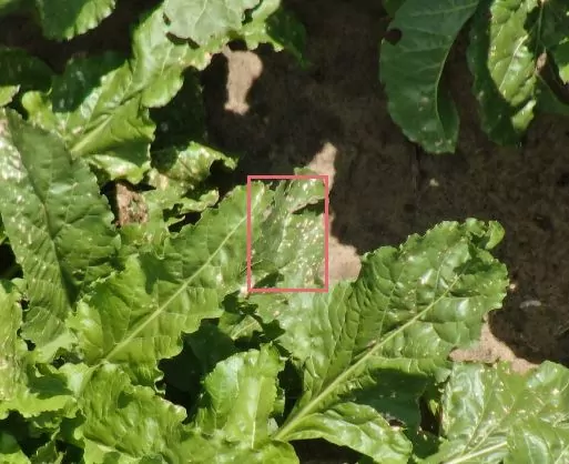 https://www.taranis.com/wp-content/uploads/2023/01/newsugarbeet-diseases-cls-ne.jpg