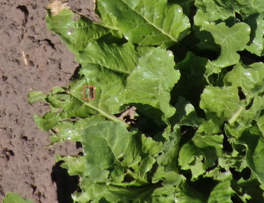 https://www.taranis.com/wp-content/uploads/2023/01/sugarbeet-insect-grasshopper-ne-morrill.jpg