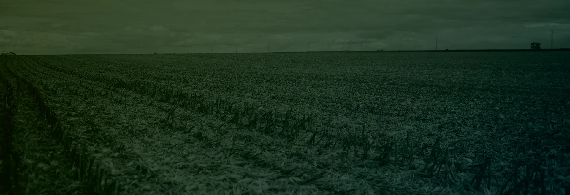 https://www.taranis.com/wp-content/uploads/2024/02/corn-field.png