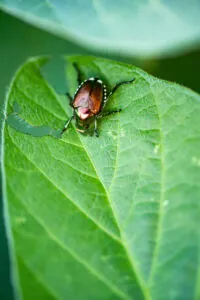 insect chewing leaf