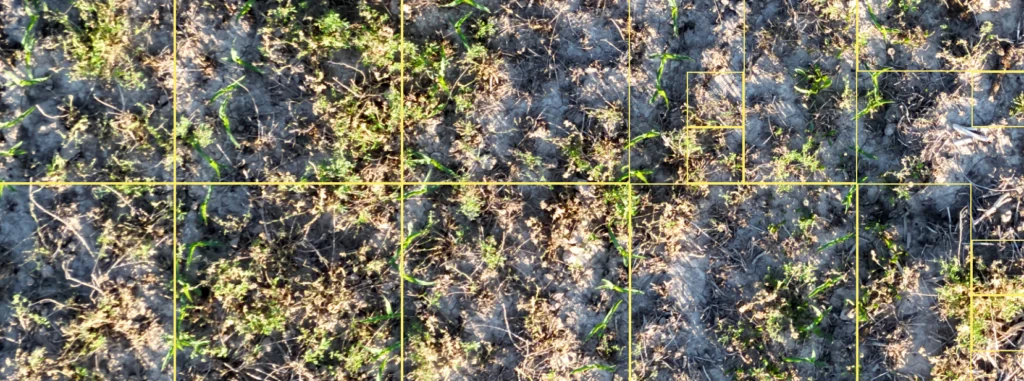 Broadleaf weed detection