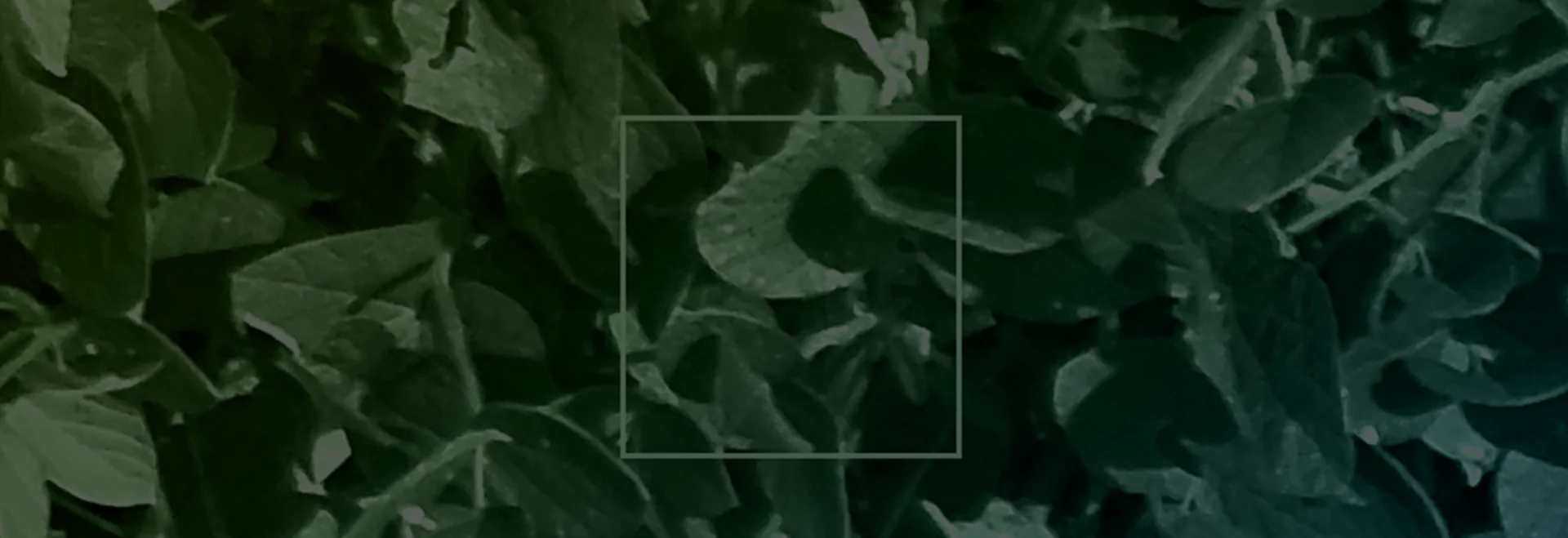 https://www.taranis.com/wp-content/uploads/2024/08/brown-stem-rot-header.png