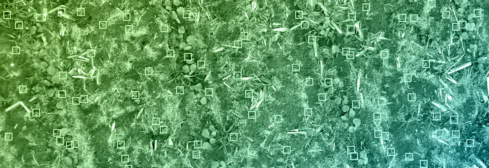 https://www.taranis.com/wp-content/uploads/2024/08/grass-pressure-cotton-header.png