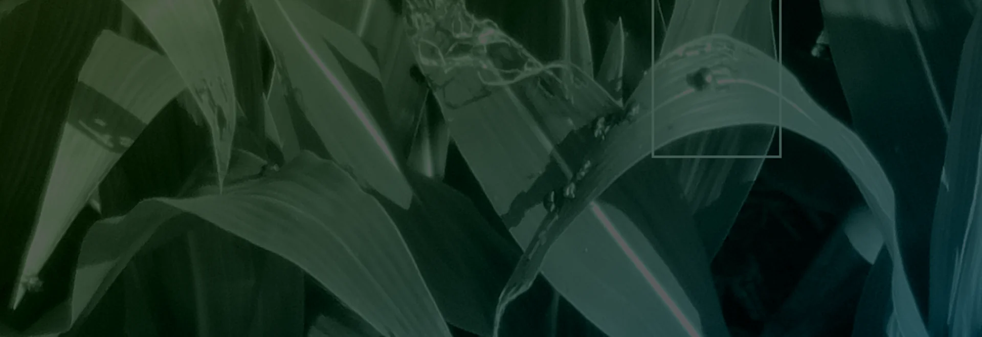 https://www.taranis.com/wp-content/uploads/2024/08/japanese-beetle-header.png