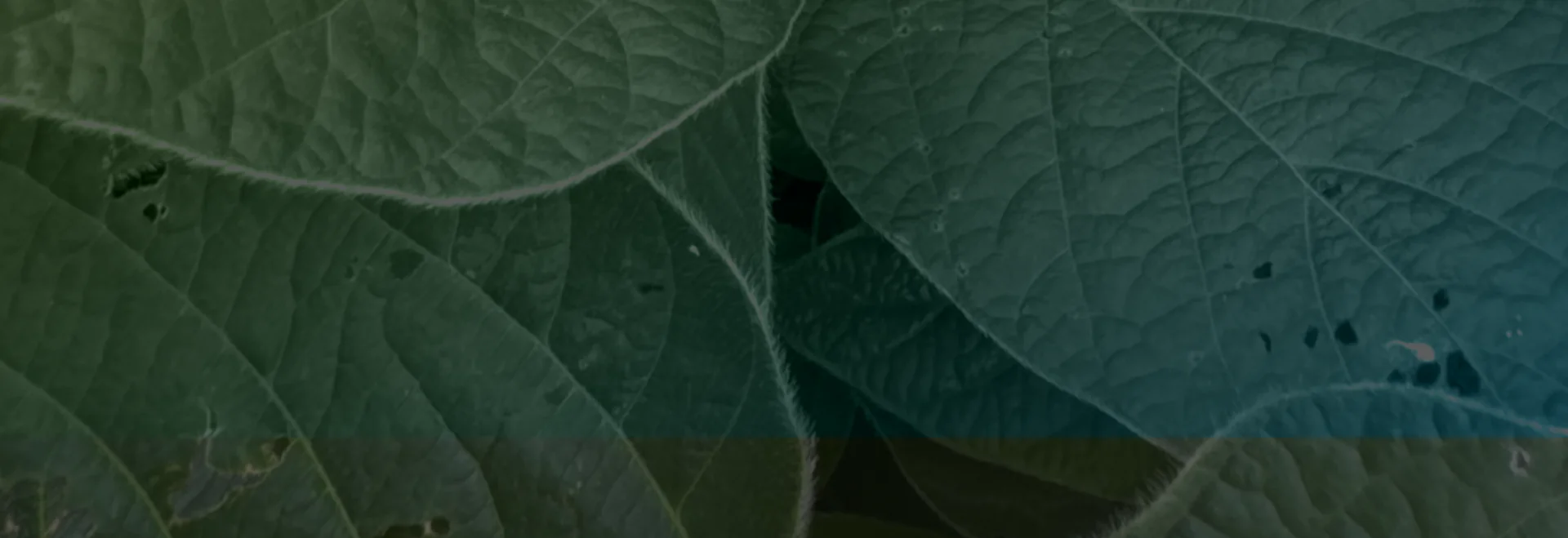https://www.taranis.com/wp-content/uploads/2024/08/soybean-foliar-disease-header.png