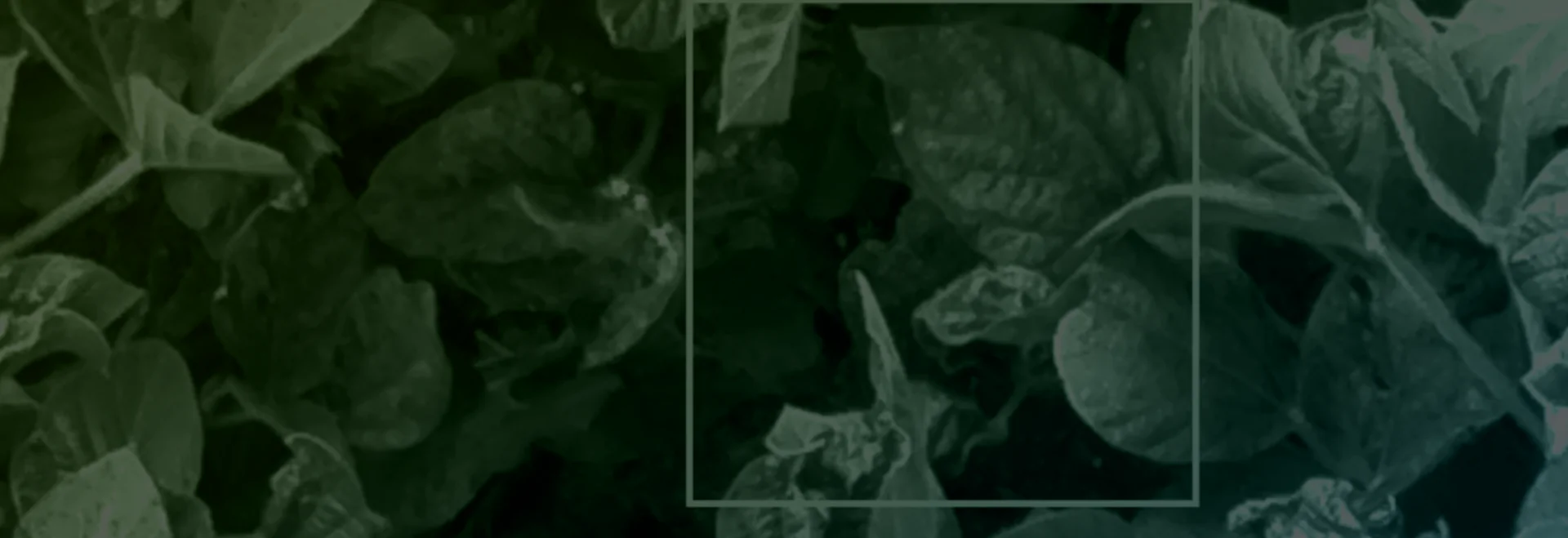 https://www.taranis.com/wp-content/uploads/2024/08/soybean-leaf-damage-header.png
